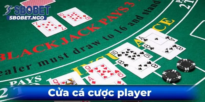 Cua-ca-cuoc-player